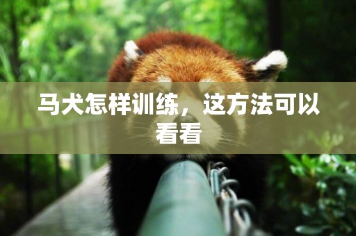 馬犬怎樣訓練，這方法可以看看
