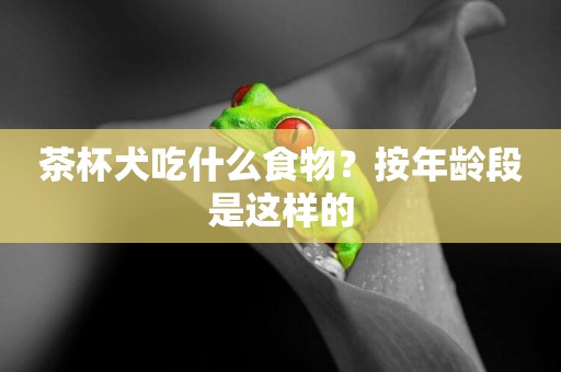 茶杯犬吃什么食物？按年齡段是這樣的