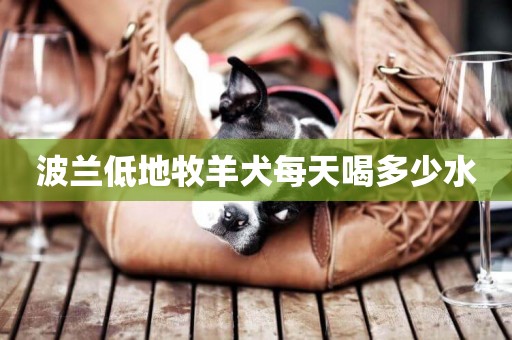 波蘭低地牧羊犬每天喝多少水
