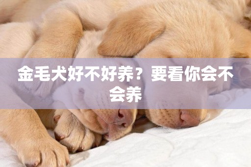 金毛犬好不好養？要看你會不會養
