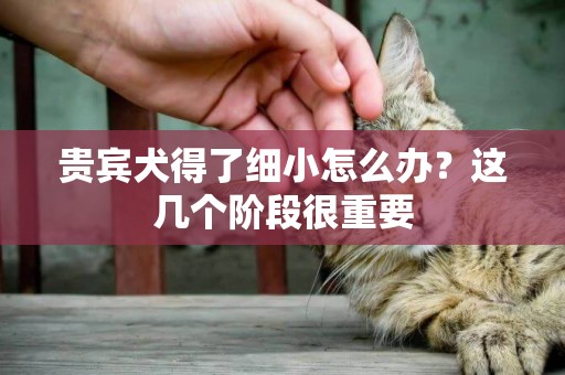 貴賓犬得了細小怎么辦？這幾個階段很重要