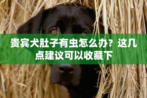 貴賓犬肚子有蟲怎么辦？這幾點建議可以收藏下