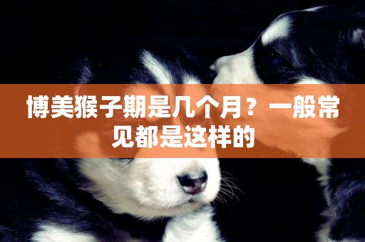博美猴子期是幾個月？一般常見都是這樣的