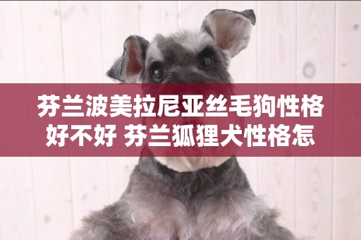 芬蘭波美拉尼亞絲毛狗性格好不好 芬蘭狐貍犬性格怎么樣