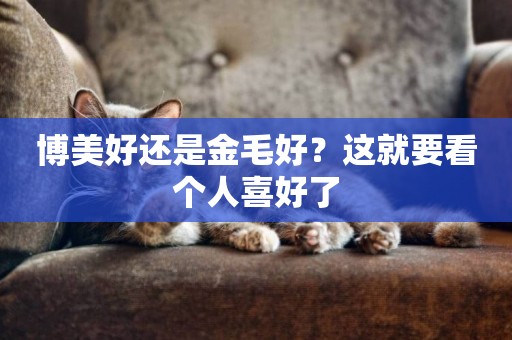 博美好還是金毛好？這就要看個人喜好了