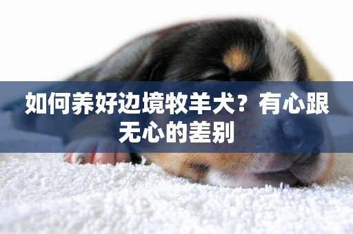 如何養好邊境牧羊犬？有心跟無心的差別
