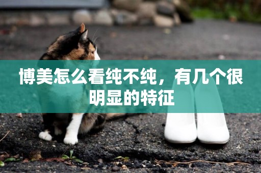 博美怎么看純不純，有幾個很明顯的特征