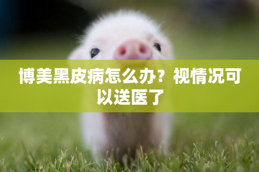 博美黑皮病怎么辦？視情況可以送醫了