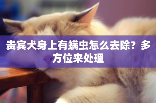 貴賓犬身上有螨蟲怎么去除？多方位來處理