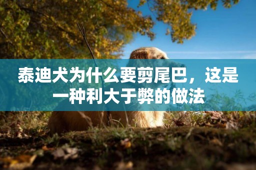 泰迪犬為什么要剪尾巴，這是一種利大于弊的做法