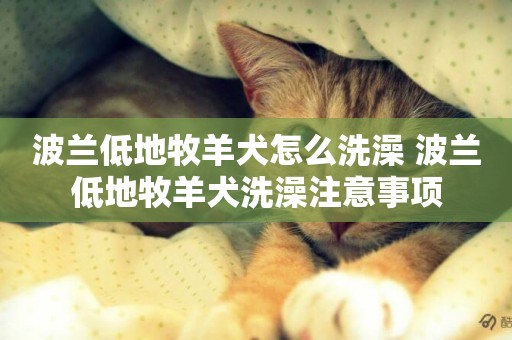 波蘭低地牧羊犬怎么洗澡 波蘭低地牧羊犬洗澡注意事項