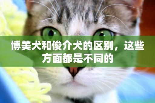 博美犬和俊介犬的區別，這些方面都是不同的