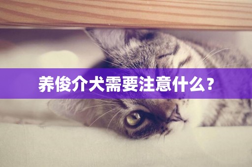 養俊介犬需要注意什么？