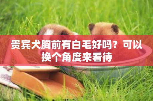 貴賓犬胸前有白毛好嗎？可以換個角度來看待