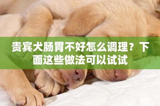 貴賓犬腸胃不好怎么調理？下面這些做法可以試試