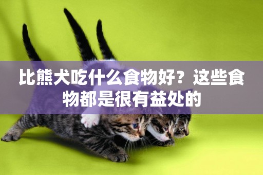 比熊犬吃什么食物好？這些食物都是很有益處的