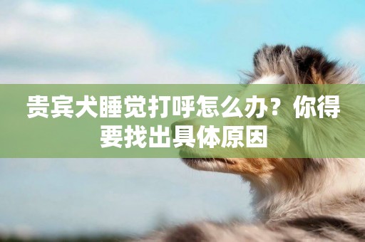 貴賓犬睡覺打呼怎么辦？你得要找出具體原因