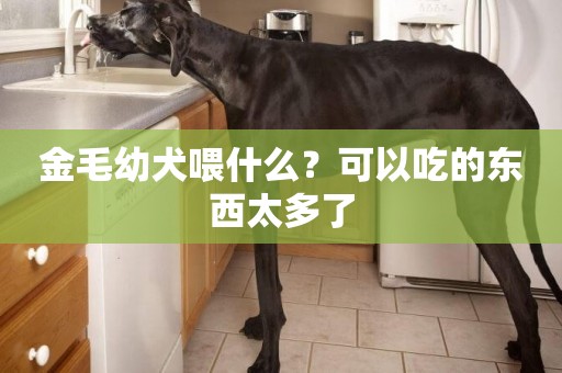 金毛幼犬喂什么？可以吃的東西太多了