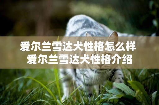 愛爾蘭雪達犬性格怎么樣 愛爾蘭雪達犬性格介紹