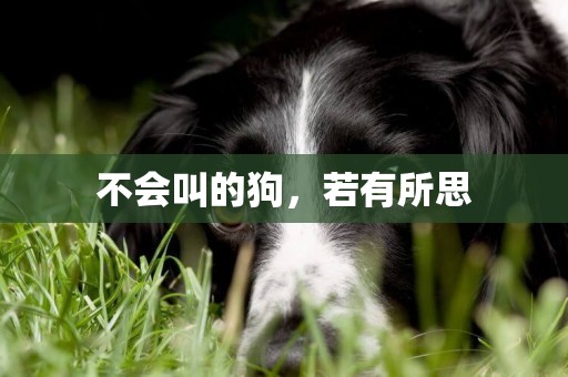 不會叫的狗，若有所思