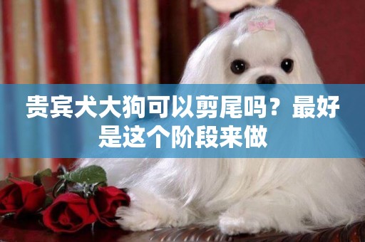 貴賓犬大狗可以剪尾嗎？最好是這個階段來做