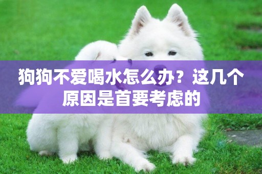 狗狗不愛喝水怎么辦？這幾個原因是首要考慮的