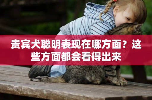 貴賓犬聰明表現在哪方面？這些方面都會看得出來