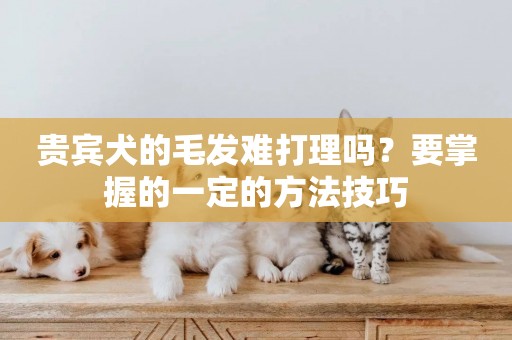 貴賓犬的毛發難打理嗎？要掌握的一定的方法技巧