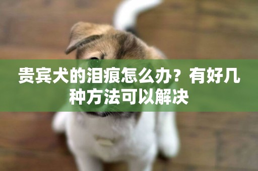 貴賓犬的淚痕怎么辦？有好幾種方法可以解決