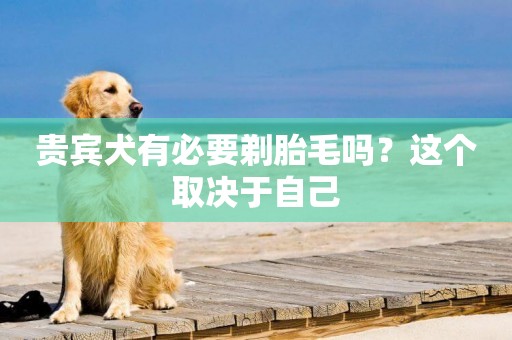 貴賓犬有必要剃胎毛嗎？這個取決于自己