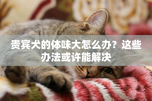 貴賓犬的體味大怎么辦？這些辦法或許能解決