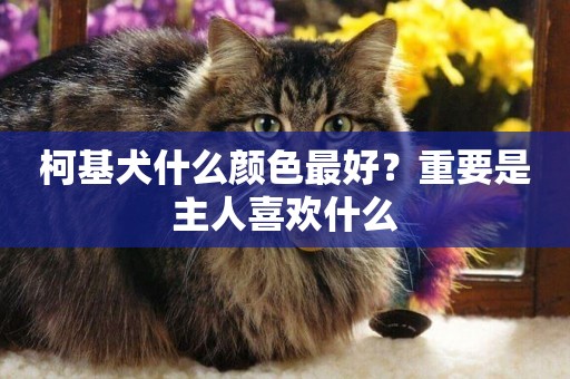 柯基犬什么顏色最好？重要是主人喜歡什么
