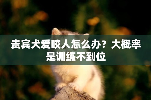 貴賓犬愛咬人怎么辦？大概率是訓練不到位