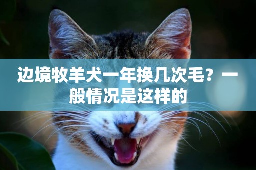 邊境牧羊犬一年換幾次毛？一般情況是這樣的