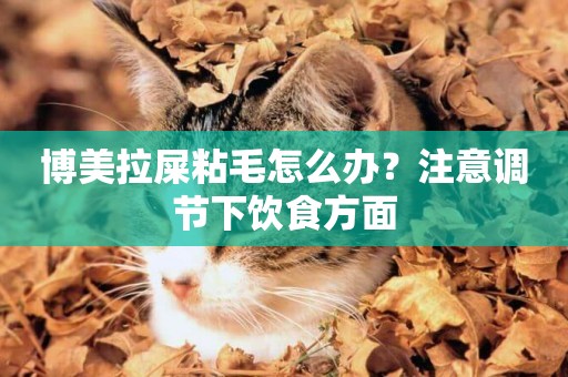 博美拉屎粘毛怎么辦？注意調節下飲食方面