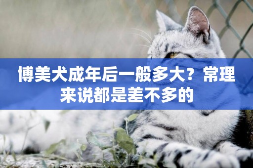 博美犬成年后一般多大？常理來說都是差不多的