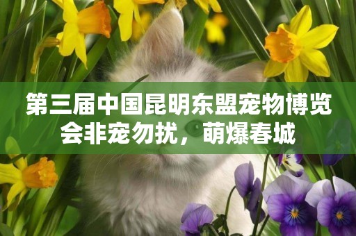 第三屆中國昆明東盟寵物博覽會非寵勿擾，萌爆春城
