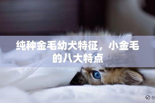 純種金毛幼犬特征，小金毛的八大特點