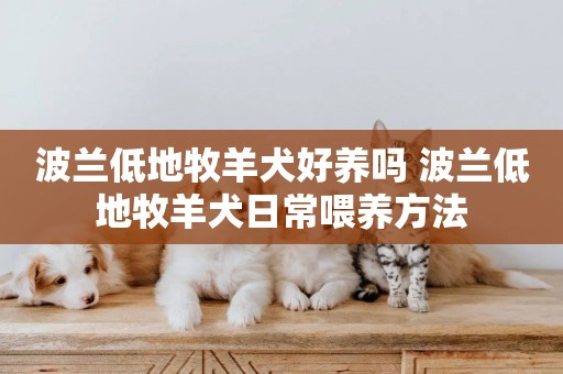 波蘭低地牧羊犬好養嗎 波蘭低地牧羊犬日常喂養方法