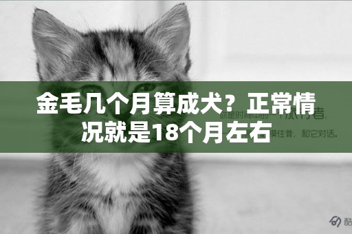 金毛幾個月算成犬？正常情況就是18個月左右