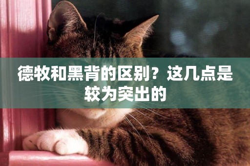 德牧和黑背的區別？這幾點是較為突出的