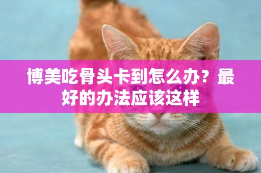 博美吃骨頭卡到怎么辦？最好的辦法應該這樣