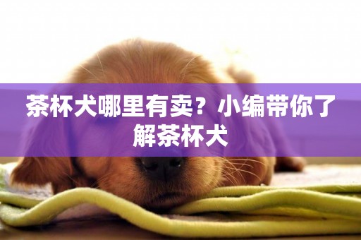 茶杯犬哪里有賣？小編帶你了解茶杯犬