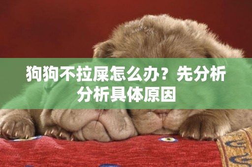 狗狗不拉屎怎么辦？先分析分析具體原因