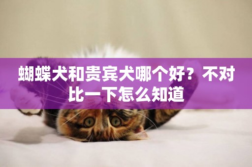 蝴蝶犬和貴賓犬哪個好？不對比一下怎么知道