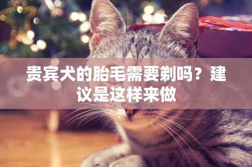 貴賓犬的胎毛需要剃嗎？建議是這樣來做