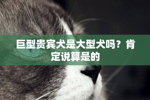 巨型貴賓犬是大型犬嗎？肯定說算是的