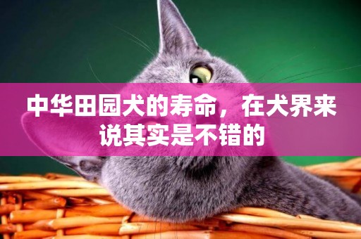 中華田園犬的壽命，在犬界來說其實是不錯的