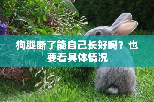 狗腿斷了能自己長好嗎？也要看具體情況