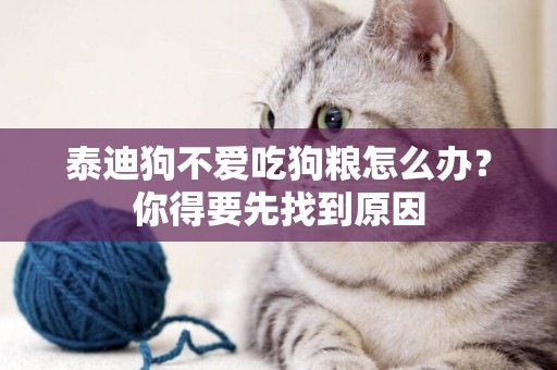 泰迪狗不愛吃狗糧怎么辦？你得要先找到原因
